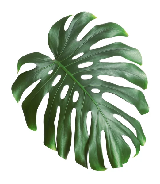 Folha de monstera fresca verde isolada em branco. Plantas tropicais — Fotografia de Stock