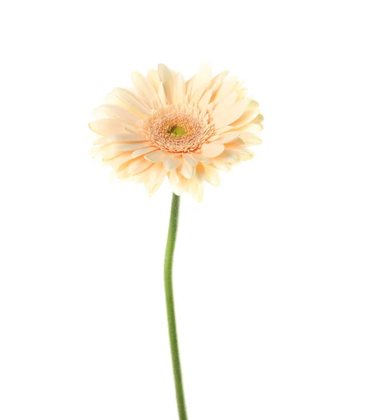 Bela flor de gerbera brilhante no fundo branco — Fotografia de Stock