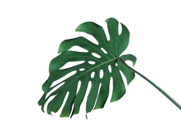 Groene verse Monstera blad geïsoleerd op wit. Tropische plant — Stockfoto