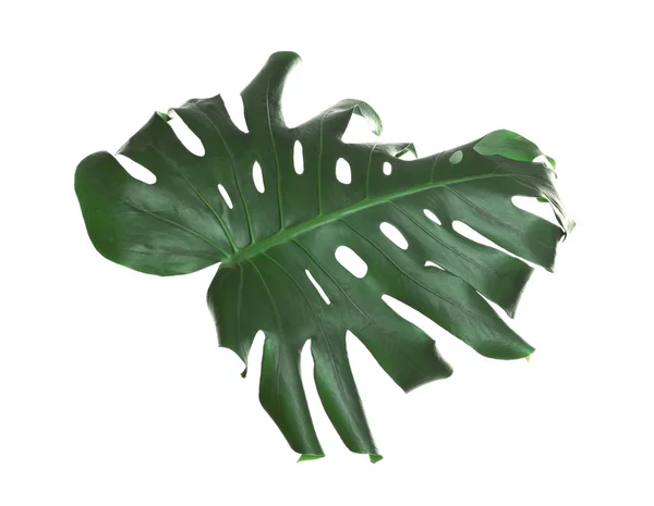 Folha de monstera fresca verde isolada em branco. Plantas tropicais — Fotografia de Stock