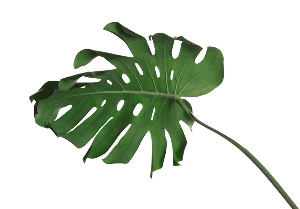 Folha de monstera fresca verde isolada em branco. Plantas tropicais — Fotografia de Stock