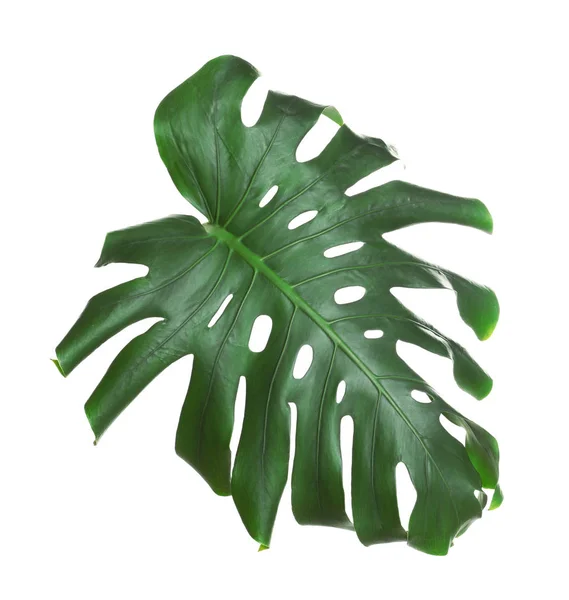 绿色新鲜的怪物叶隔离在白色。热带植物 — 图库照片