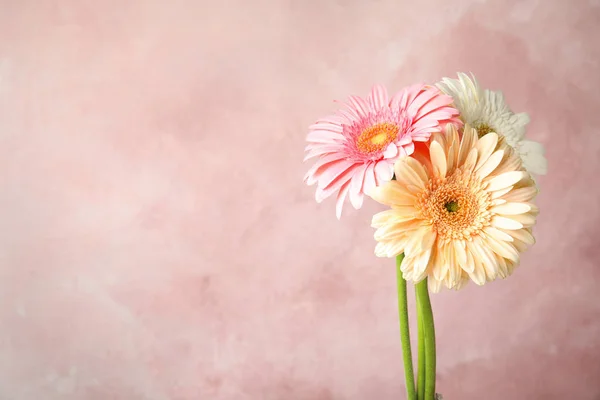 Ramillete de hermosas flores de gerberas brillantes sobre fondo de color. Espacio para texto — Foto de Stock
