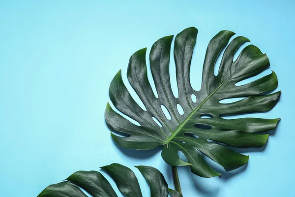 Verde hojas de monstera fresco sobre fondo de color, plano yacía con espacio para el texto. Planta tropical — Foto de Stock