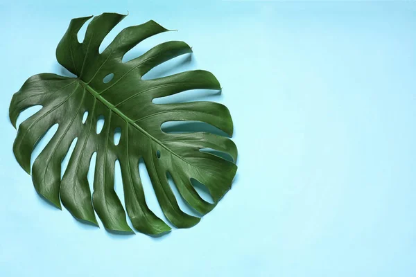 Зелене свіже листя монстрів на кольоровому фоні, вид зверху з пробілом для тексту. Тропічний завод — стокове фото
