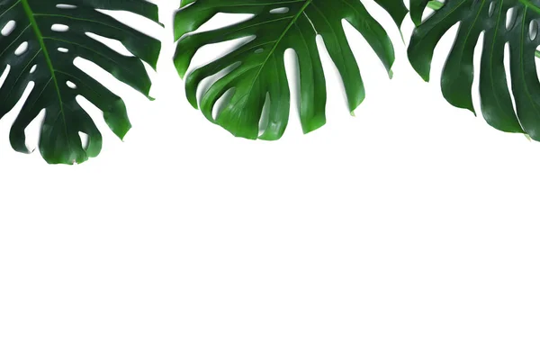 Verde hojas de monstera fresca sobre fondo blanco, vista superior. Planta tropical — Foto de Stock