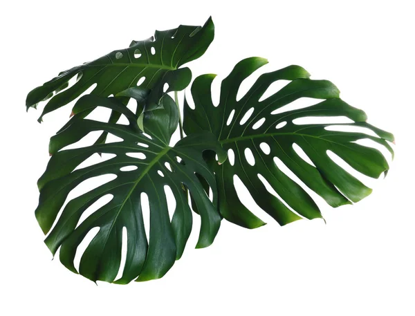 Green fresh monstera leaves on white background. Tropical plant — Stock Photo, Image