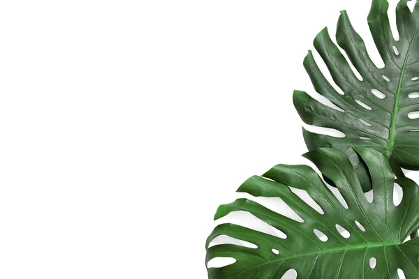 녹색 신선한 괴물은 흰색 배경, 상단보기에 나뭇잎. 열대 식물 — 스톡 사진
