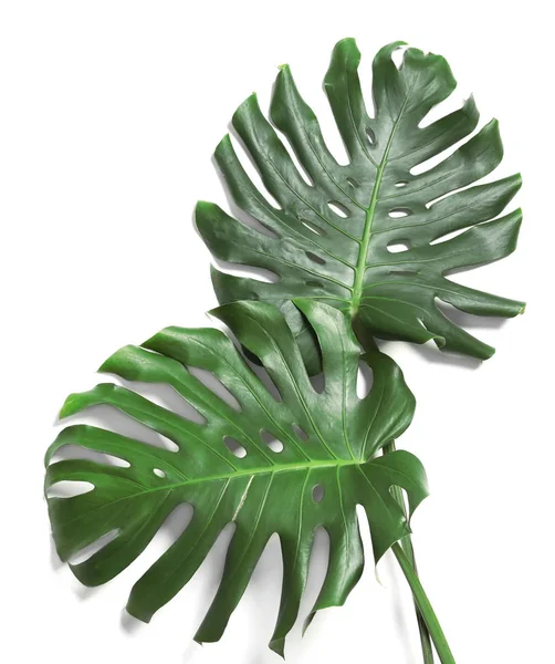 Verde fresco monstera folhas no fundo branco, vista superior. Plantas tropicais — Fotografia de Stock