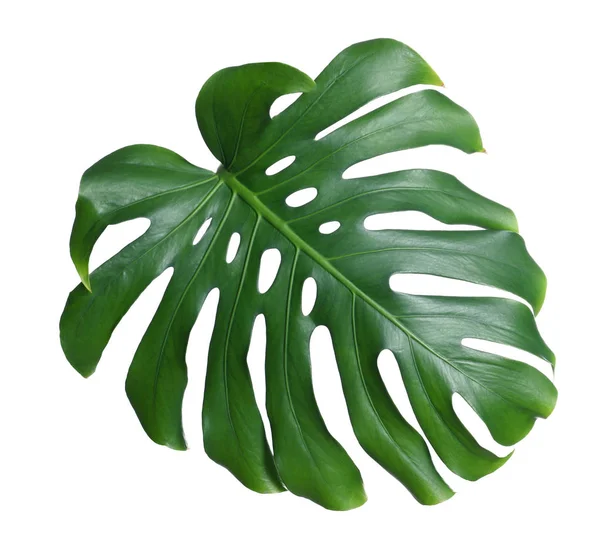 Foglia verde di monstera fresca isolata su bianco. Impianto tropicale — Foto Stock