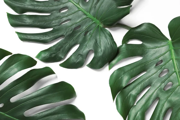 Verde hojas de monstera fresca sobre fondo blanco, vista superior. Planta tropical — Foto de Stock