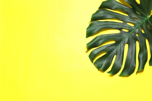 Groene verse Monstera Leaf op kleur achtergrond, bovenaanzicht met ruimte voor tekst. Tropische plant — Stockfoto