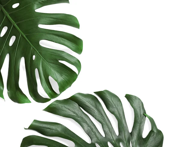 Green fresh monstera leaves on white background, top view. Tropical plant — Stock Photo, Image