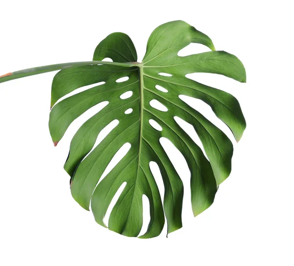 绿色新鲜的怪物叶隔离在白色。热带植物 — 图库照片