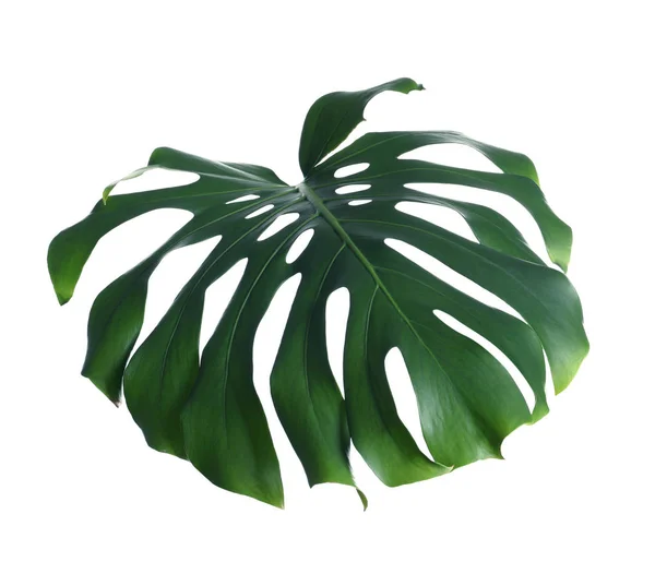 Hoja verde fresca de monstera aislada en blanco. Planta tropical — Foto de Stock