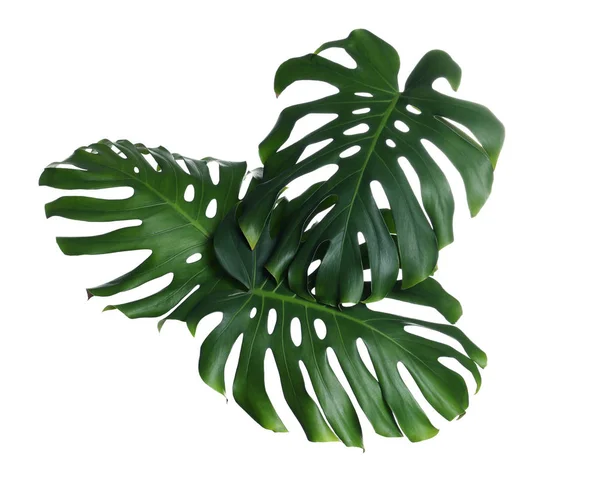 Green fresh monstera leaves on white background. Tropical plant — Stock Photo, Image