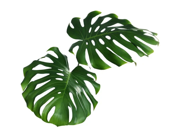 O monstera fresco verde deixa no fundo branco. Plantas tropicais — Fotografia de Stock