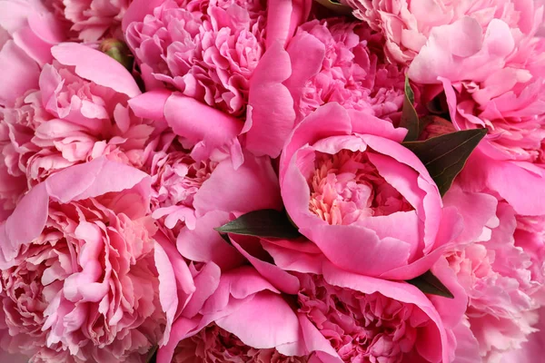 Geurige pioenen als achtergrond, close-up te bekijken. Mooie Lentebloemen — Stockfoto