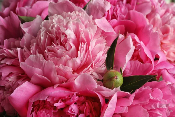 Geurige pioenen als achtergrond, close-up te bekijken. Mooie Lentebloemen — Stockfoto