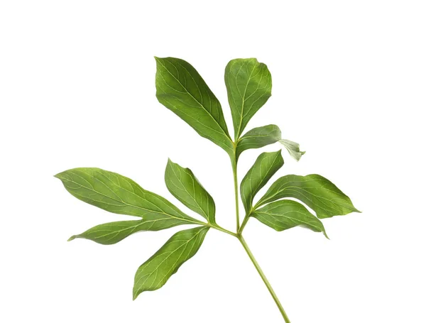 Świeże zielone liście piwonii na białym tle — Zdjęcie stockowe