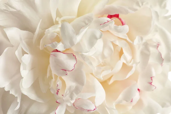 Peônia perfumada como fundo, vista de perto. Bela flor de primavera — Fotografia de Stock