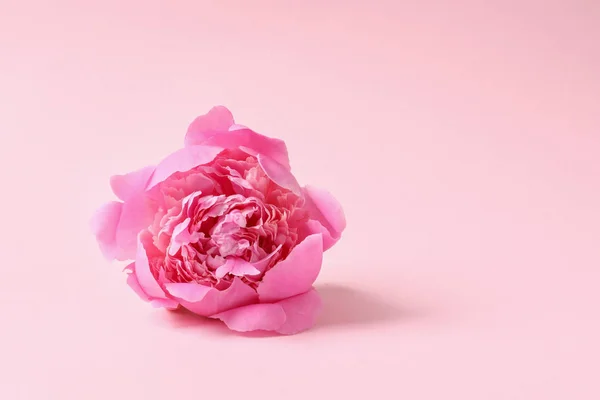 色の背景、テキストのためのスペース上の香りのピオニー。美しい春の花 — ストック写真
