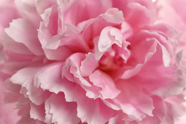 背景、クローズアップビューとして香りの良いピオニー。美しい春の花 — ストック写真