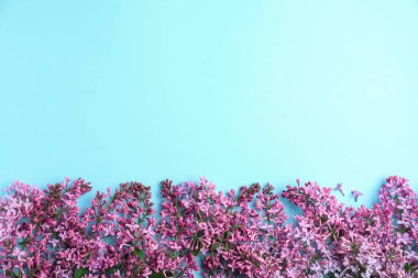 Renkli arka planda çiçek açan leylak çiçekleri, üst görünüm. Metin için alan