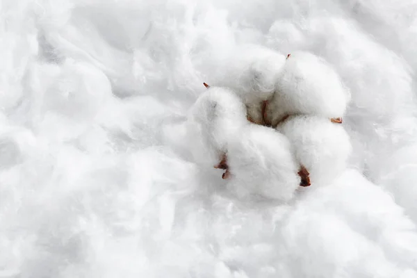 Fiore soffice e spazio per testo su cotone — Foto Stock