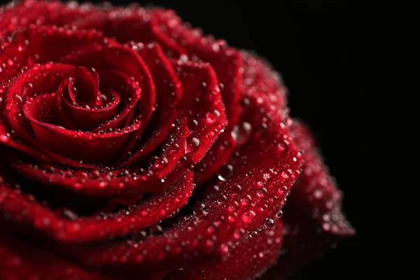 Красная роза с каплями воды на черном фоне, рост. Пространство для текста — стоковое фото