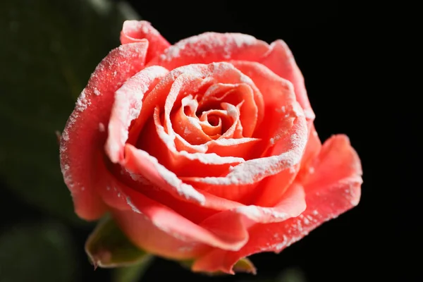 Hermosa rosa en la nieve sobre fondo negro —  Fotos de Stock