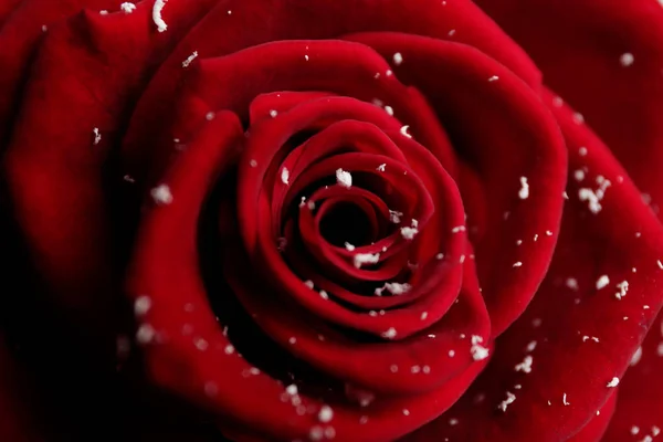 Hermosa rosa roja con nieve como fondo, primer plano —  Fotos de Stock