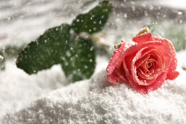 Belle rose sur neige, espace pour le texte — Photo