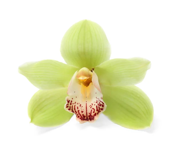 Beautiful tropical orchid flower on white background — Stock Photo, Image