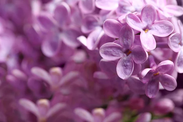 Beautiful blossoming lilac flowers on blurred background, closeup. Space for text — Stock Photo, Image