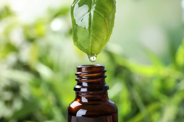 Aceite esencial goteando de hoja de albahaca en botella de vidrio sobre fondo borroso, primer plano —  Fotos de Stock