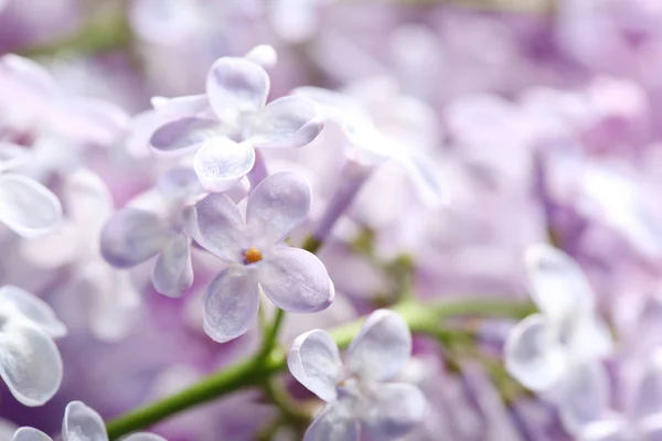 Bella fioritura lilla come sfondo, primo piano. Fiori primaverili — Foto Stock