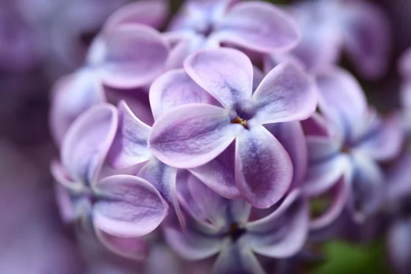 Beautiful blossoming lilac flowers on blurred background, closeup — Stock Photo, Image