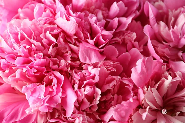 배경, 클로즈업 보기와 같은 향기로운 모란. 아름 다운 봄 꽃 — 스톡 사진