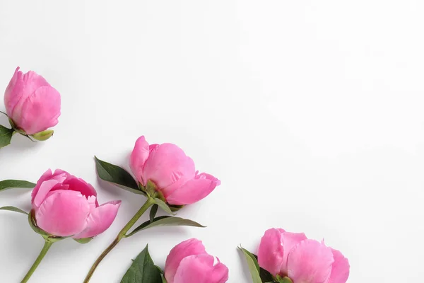 Pivoines parfumées sur fond blanc, vue de dessus. Belles fleurs printanières — Photo