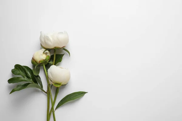 Peonías fragantes sobre fondo blanco, vista superior. Hermosas flores de primavera — Foto de Stock