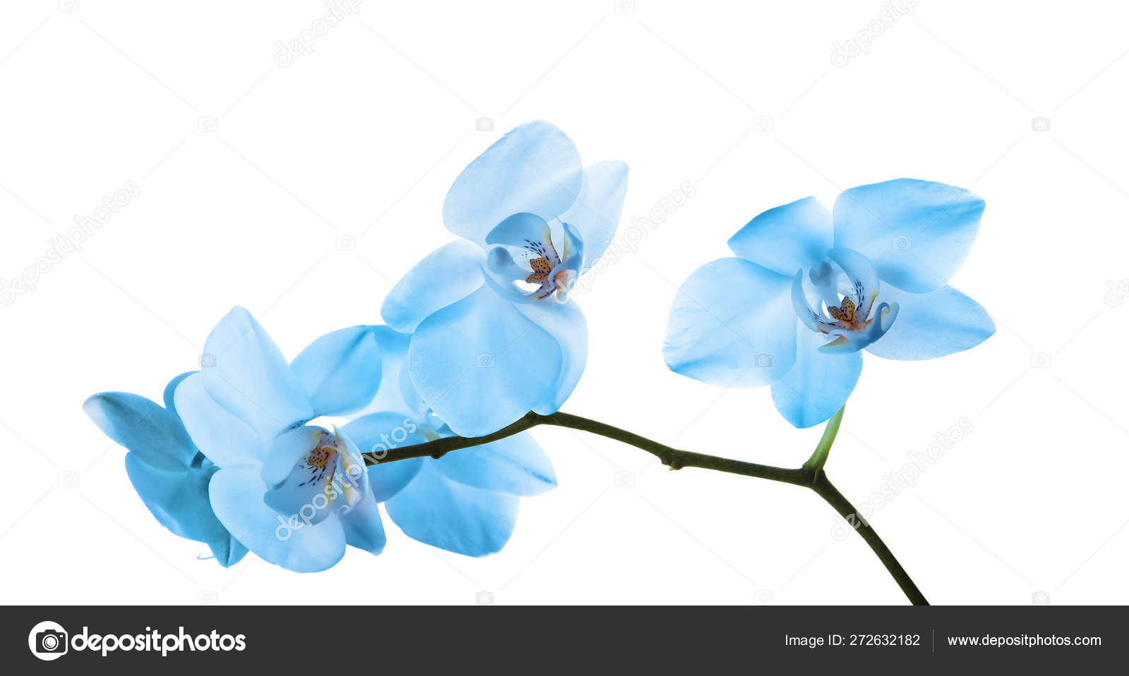 Orquídea azul brilhante bonita no fundo branco — Foto © NewAfrica #272632182, image size:1600x959