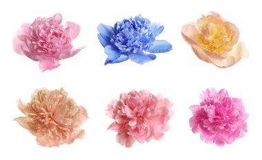 Beyaz arka plan üzerinde farklı ihale şakayık seti. Kokulu bahar çiçekleri