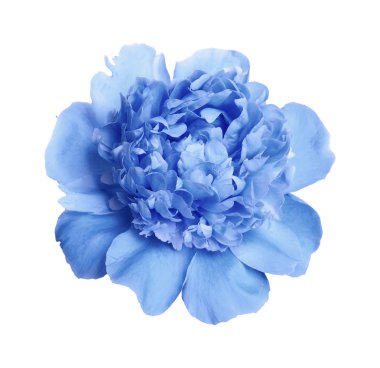 Beyaz arka planda güzel ihale şakayık. Kokulu Bahar çiçeği