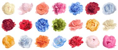 Beyaz arka plan üzerinde farklı ihale şakayık seti. Kokulu bahar çiçekleri