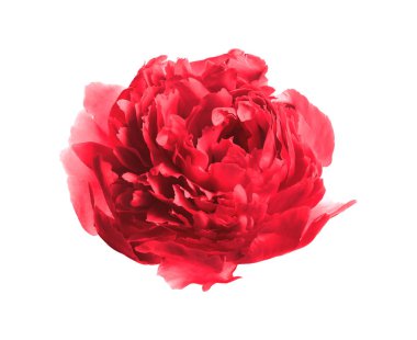 Beyaz arka planda güzel ihale şakayık. Kokulu Bahar çiçeği