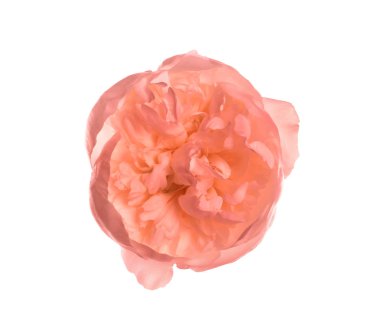 Beyaz arka planda güzel ihale şakayık. Kokulu Bahar çiçeği