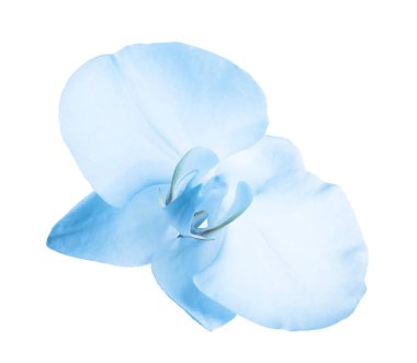 Beyaz arka planda güzel parlak mavi orkide