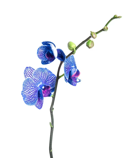 Красивая ярко-голубая орхидея на белом фоне — стоковое фото