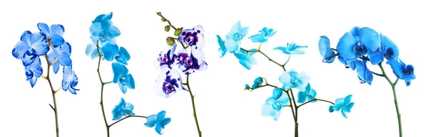 Conjunto de diferentes flores de orquídea azul no fundo branco — Fotografia de Stock